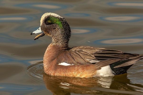 New Mexico-Socorro County American wigeon drake in water
